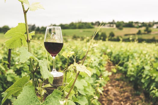 Vineyard Retreat Hotels in France Languedoc Countryside